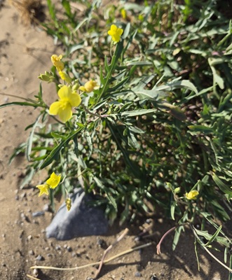 Perennial Wall-rocket