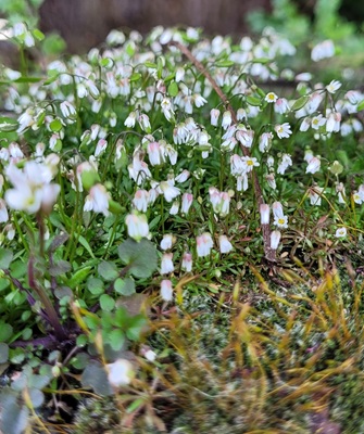 Image of Spring Draba