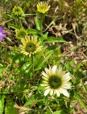 Small Image
