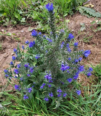 Image of Viper's Bugloss