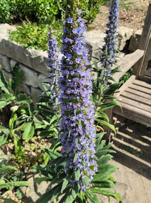 Pride of Madeira