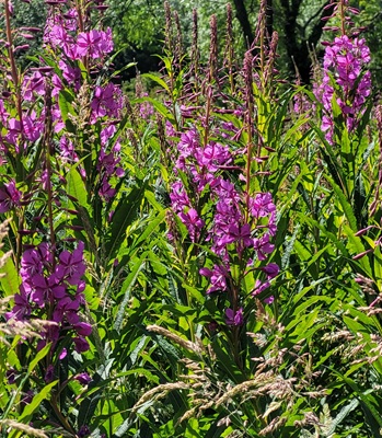 Image of Rosebay willowherb
