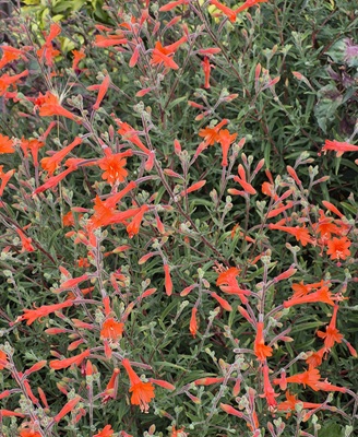 California Fuchsia