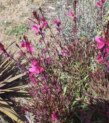 Dodoens' Willowherb
