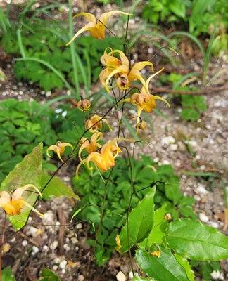 Image of Hoary Goats Weed