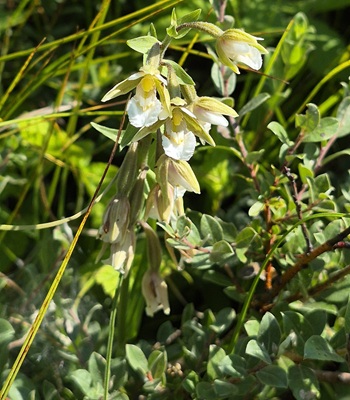 Marsh Helleborine