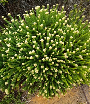 California Goldenbush