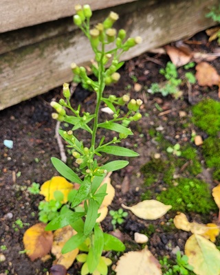 Image of Guernsey Fleabane