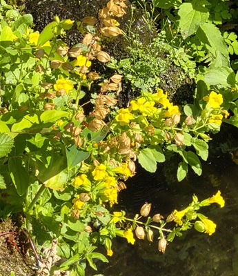 Seep Monkeyflower