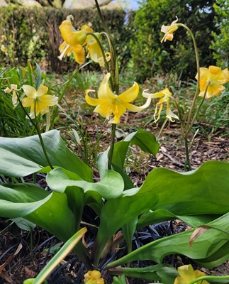 Image of Yellow Avalanche Lily