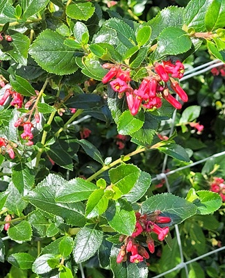 Small Image