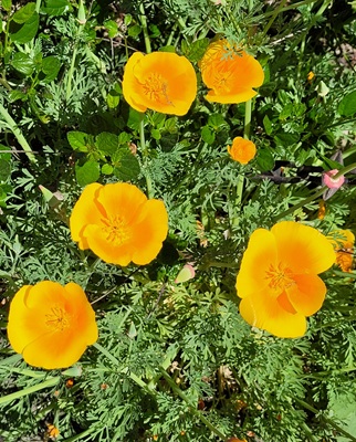 Image of California Poppy
