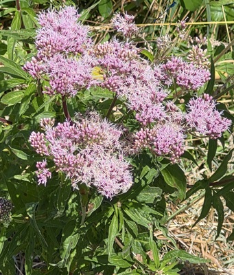 Hemp Agrimony