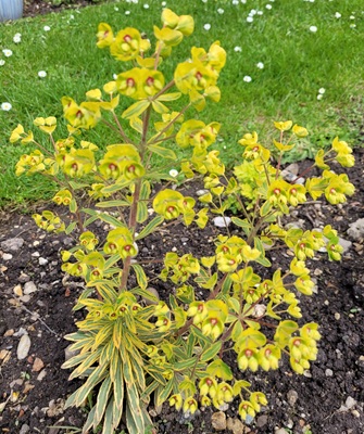 Image of Dwarf Euphorbia