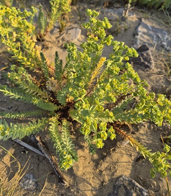 Sea Spurge