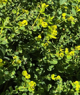 Peking Spurge