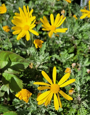 Image of Grey-leaved Euryops