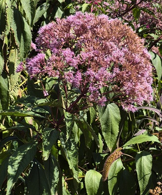 Image of Spotted Joe-Pye Weed