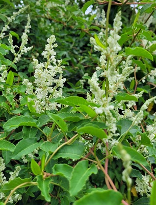 Small Image