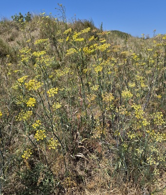 Common Fennel