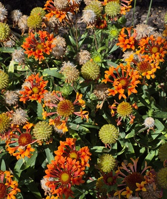 Image of Common Gaillardia