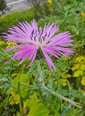 Image of Boar Thistle