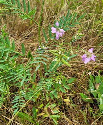 Image of Goat's-rue