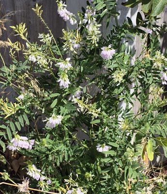 Goat's-rue