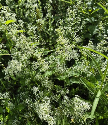 Hege bedstraw