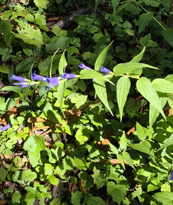 Image of Willow Gentian