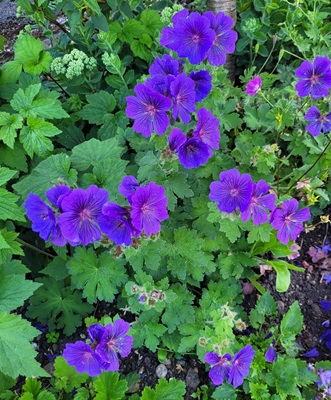 Image of Wood Cranesbill