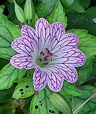Image of Knotted Crane's-bill