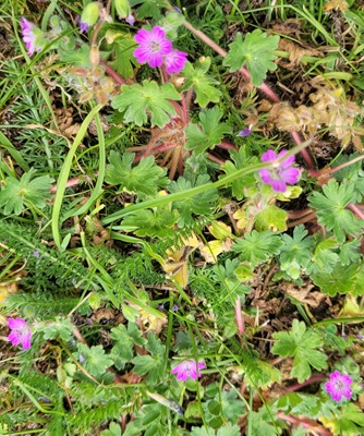 Dove's-foot Crane's-bill