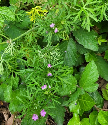 Cutleaf Geranium