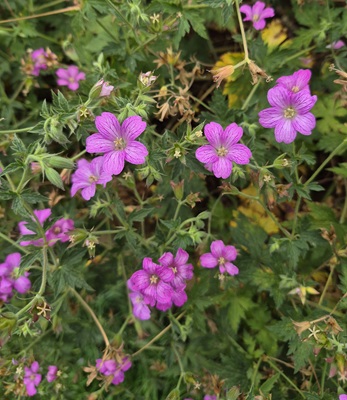 Endres's Cranesbill