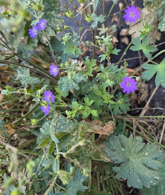 Hedgerow Cranesbill