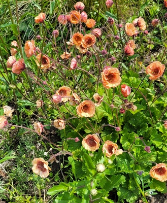 Image of Water Avens
