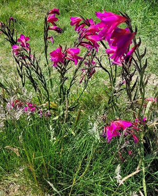 Image of Common Corn-flag