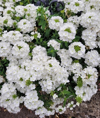 Image of Garden Verbena