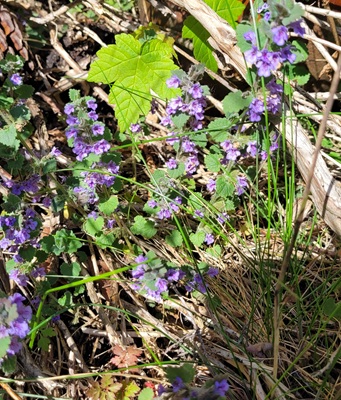 Ground Ivy