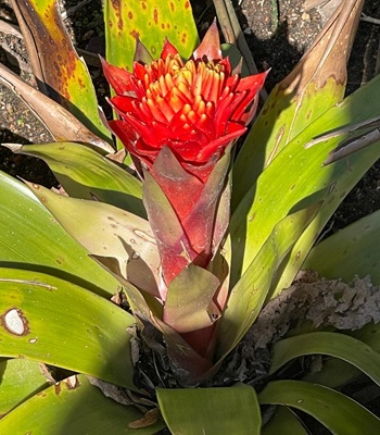 Image of Scarlet-star