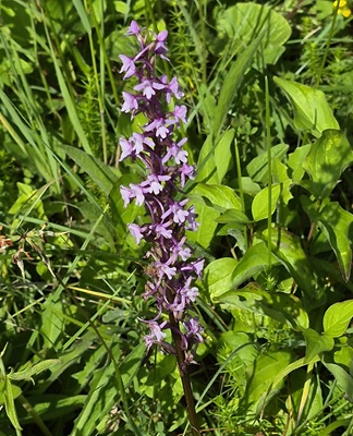 Fragrant Orchid