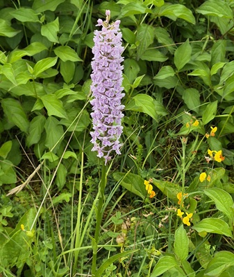 Gymnadenia Conopsea