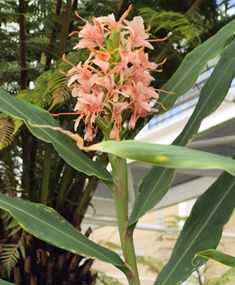 Image of Kahili Ginger