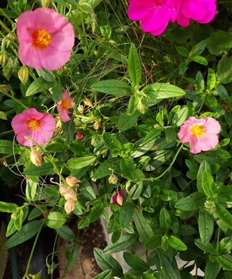 Common Rock-rose