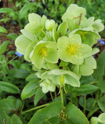 Image of Majorcan Hellebore