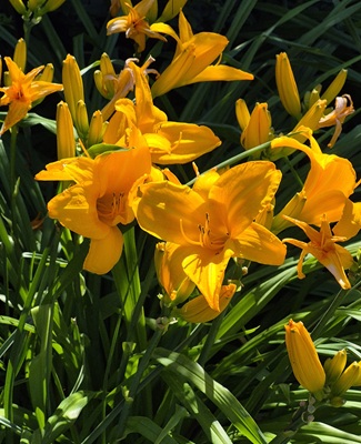 Amur Daylily