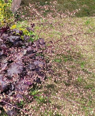 Crevice Alumroot