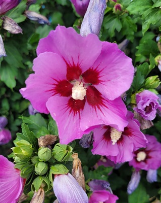 Image of Syrian Hibiscus