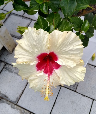 Small Image